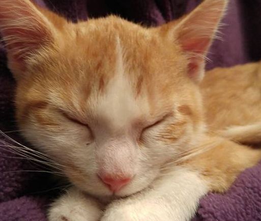 bowmanville veterinary clinic