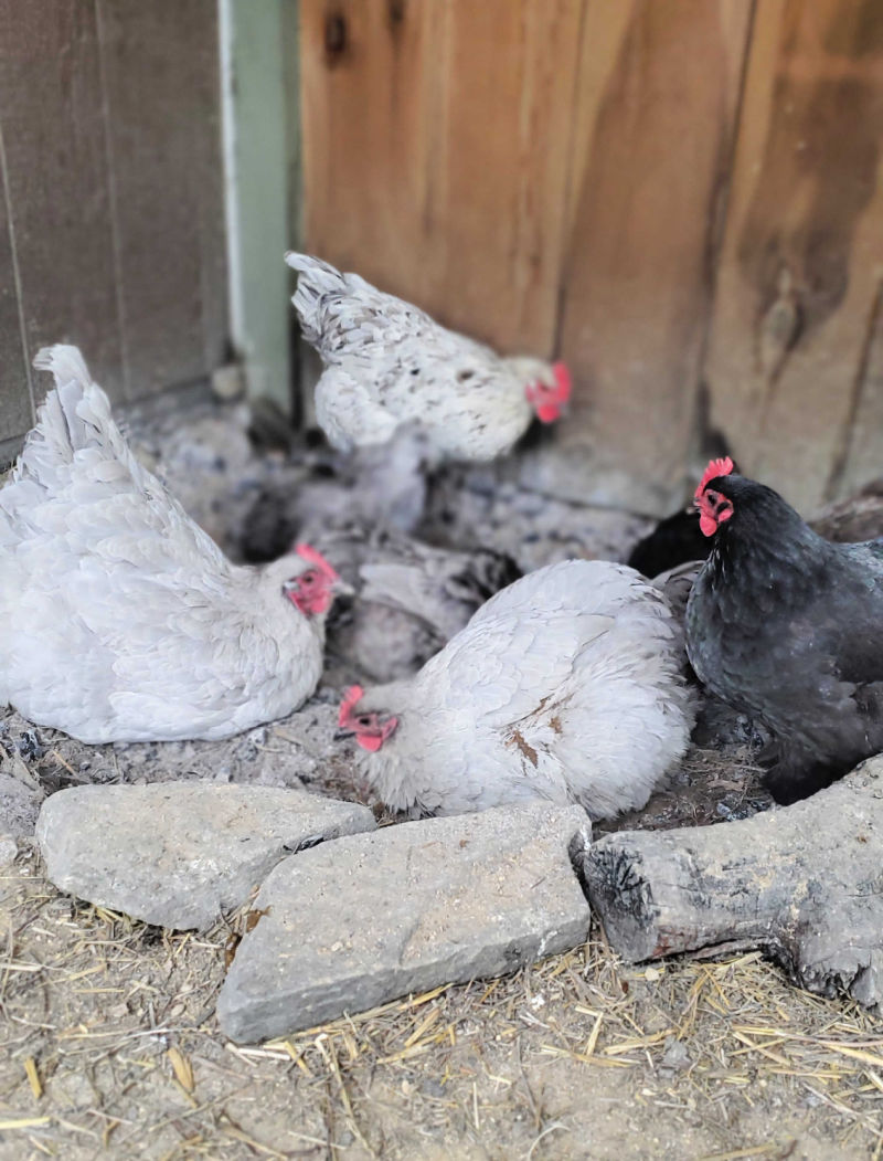 Build a BETTER Dust Bath for your Chickens Fresh Eggs Daily® with