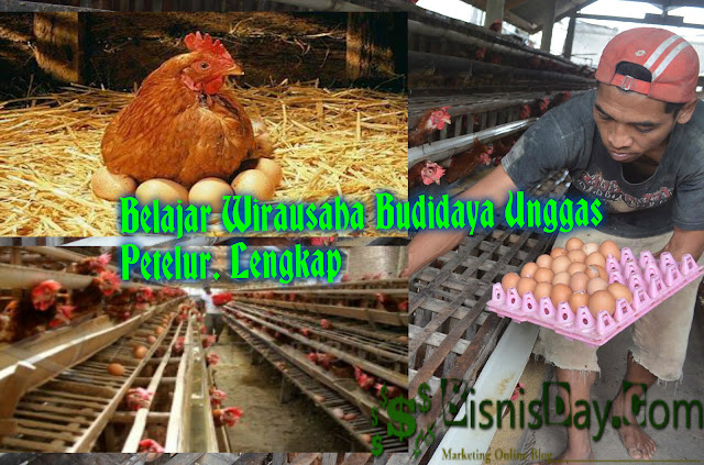 Wirausaha Cara Budidaya Unggas Ayam Bebek Angsa Petelur Lengkap Klik Enjoy Blog