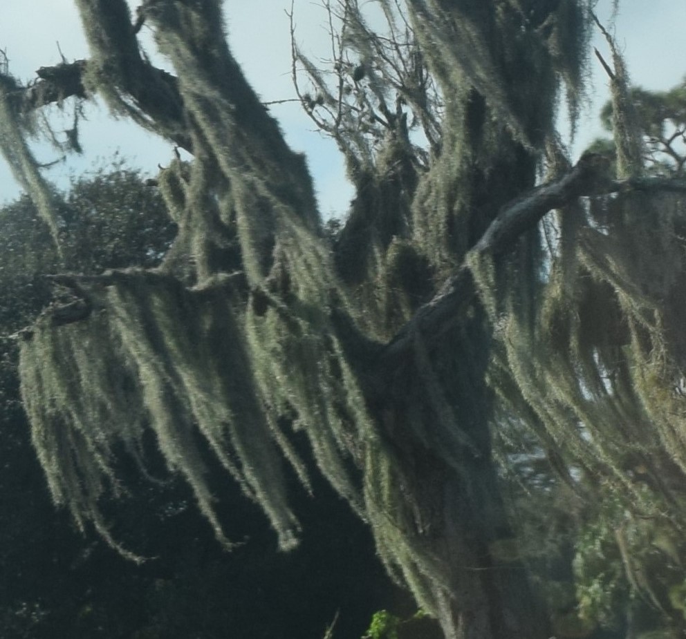 Florida Bliss Uncovering the Mysteries of Spanish Moss Part 2 The