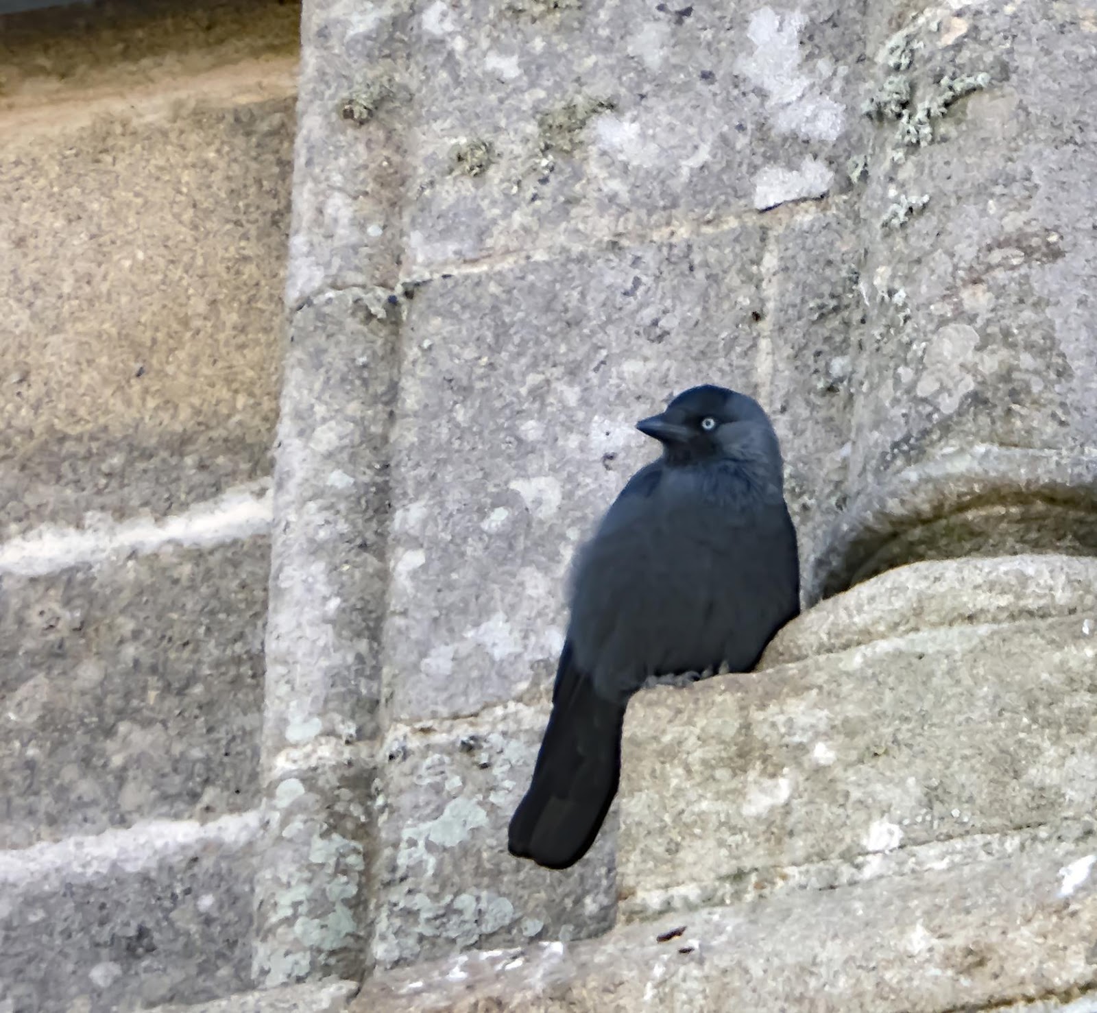 lafaunebadennoise Choucas