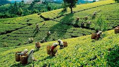 Sri Lanka tea harvest