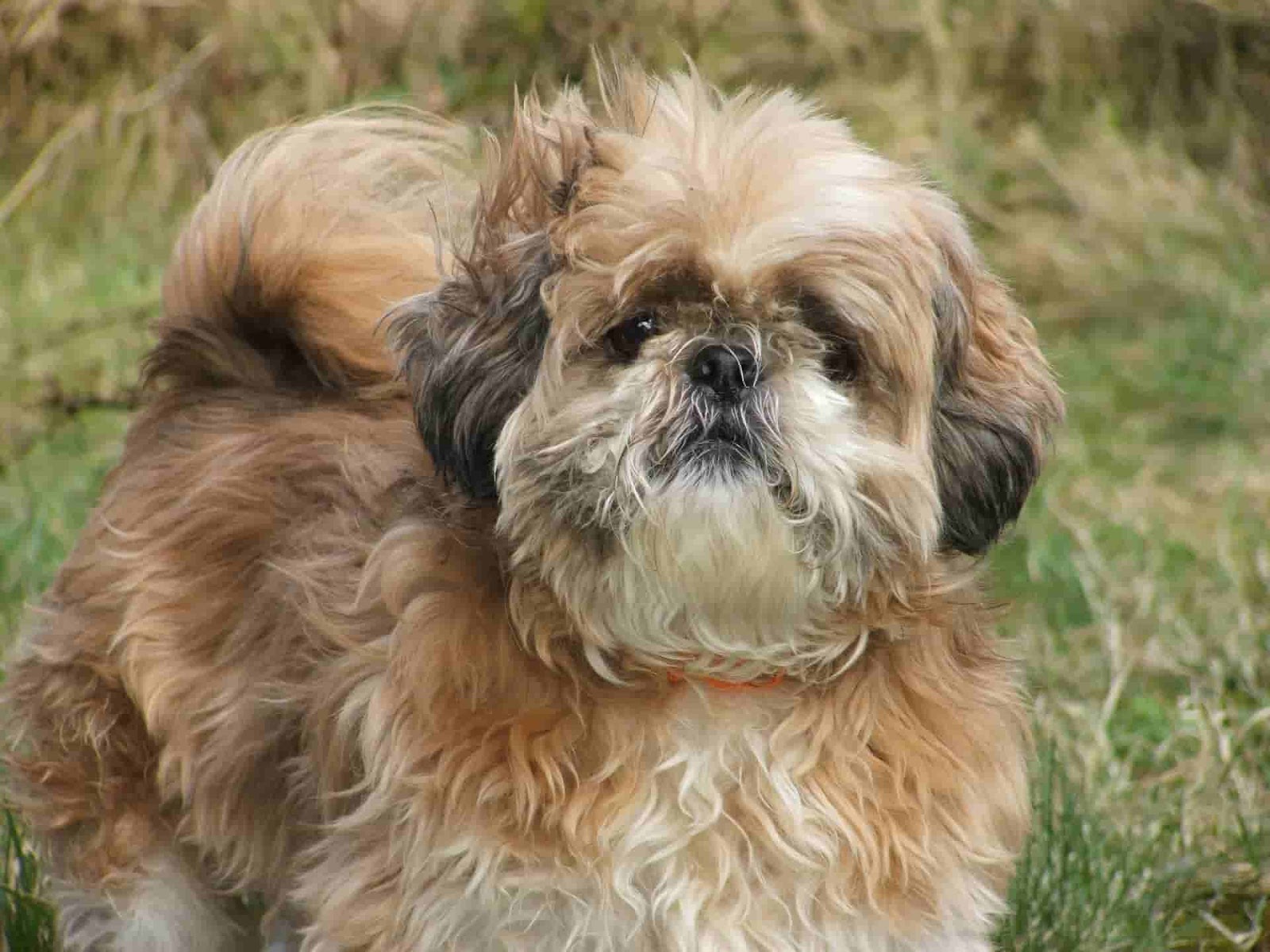 2023-fluffy-dog-breeds-top-10-elegant-big-and-small-fluffy-dogs