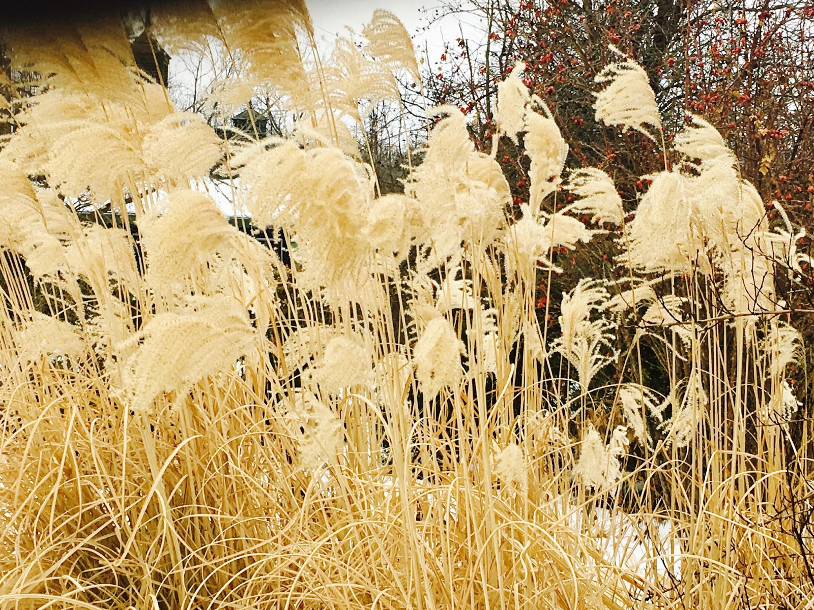 Mop Philosophy Winter Gardens at Langdon Hall