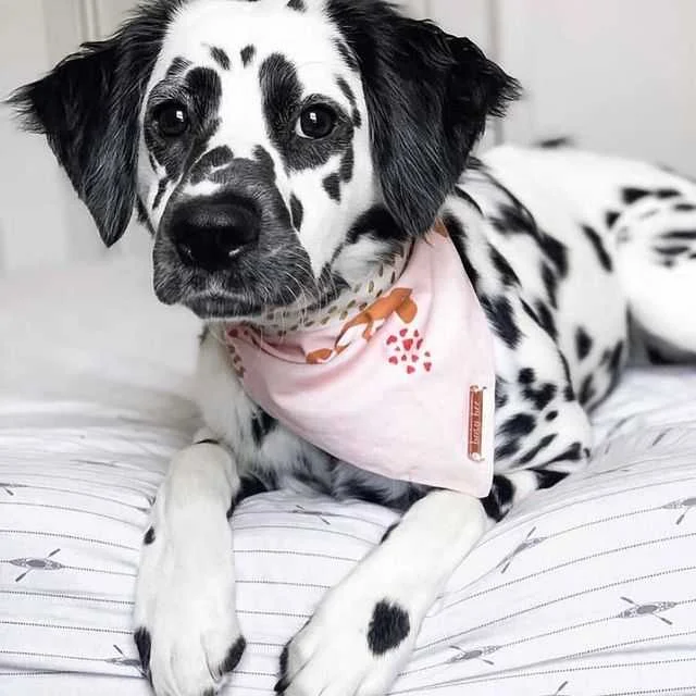 Dalmatian best dog for families