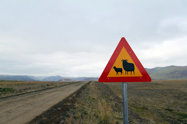 Segnale stradale attenzione pecore-Islanda
