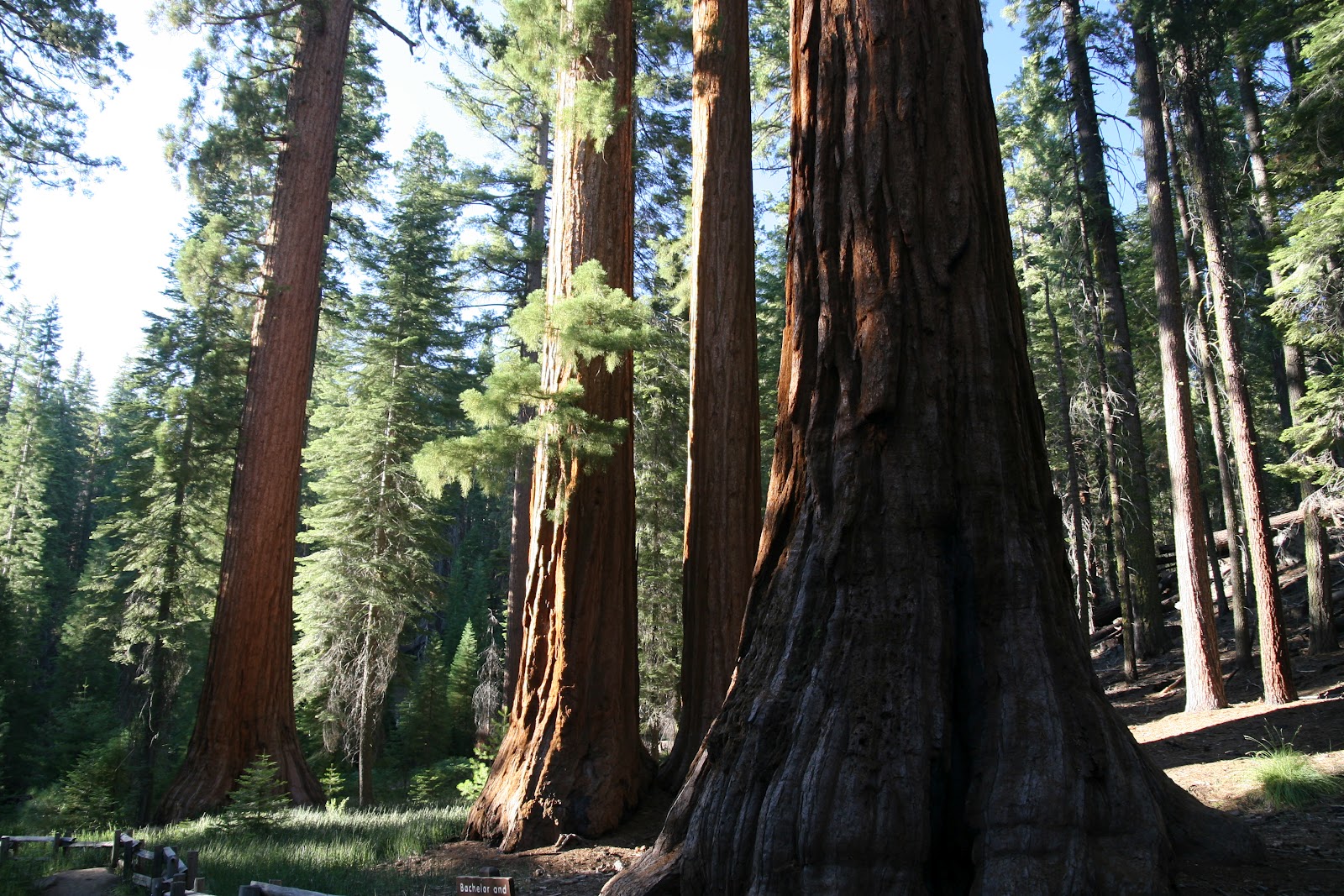 Rob Out Loud: The coolest trees in the world: a picture of faith from ...