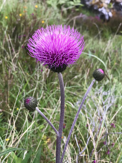 Nature on the Great Glen Way