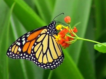 Программа мк ультра. Монарх контроль. Монарх контроль. Монарх контроль. Проект монарх мк ультра.