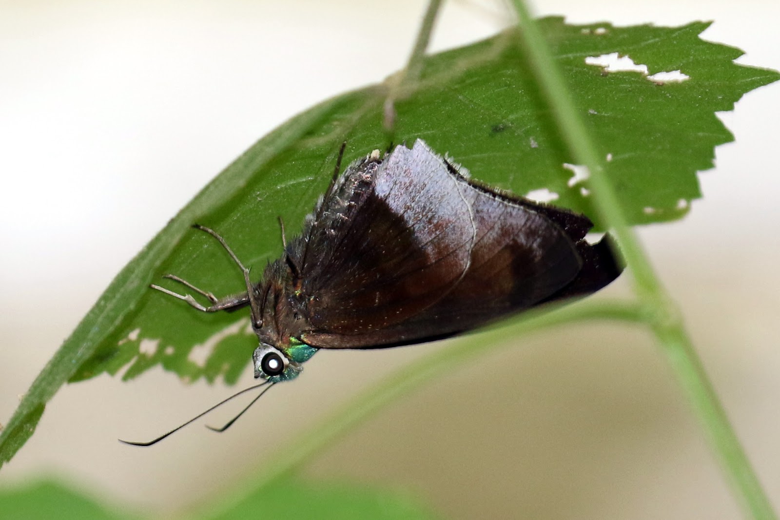 Rio Grande Valley Butterflies Frosted Flasher, Tailed Aguna at Old