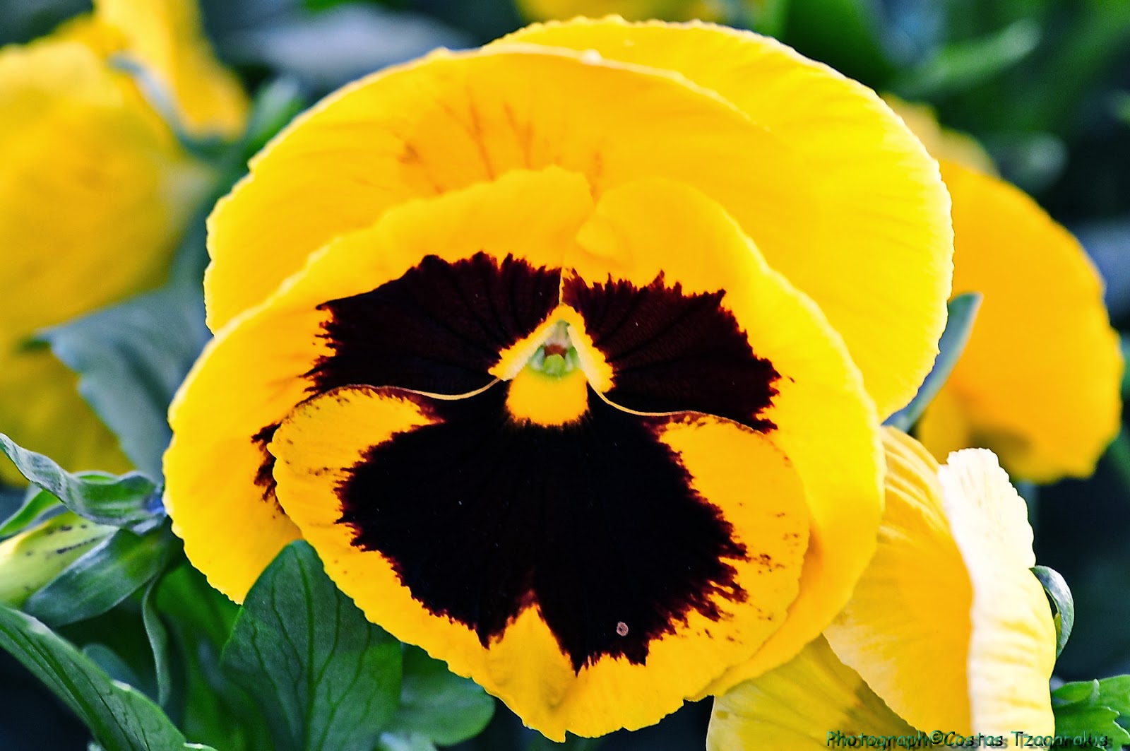 Nature Digital Pansies are in season also. Και οι πανσέδες είναι της