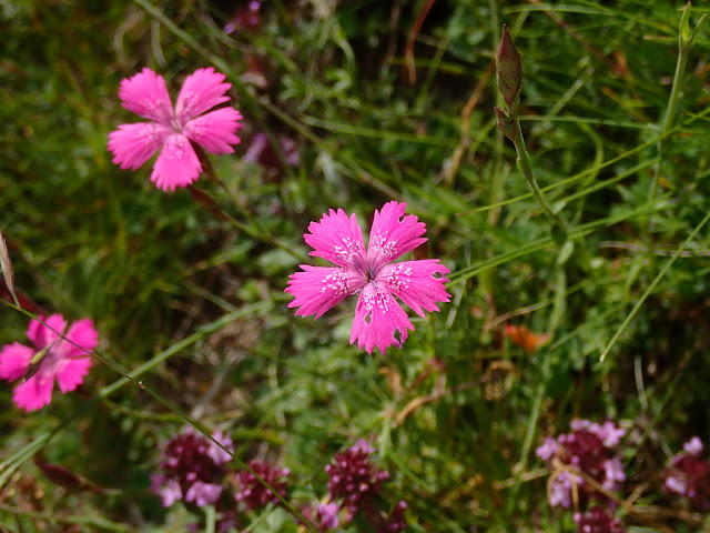 Dianthus deltoides Dianthus deltoides