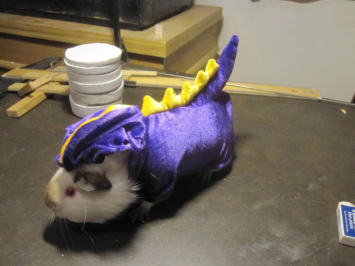 Image result for funny pet costumes memes