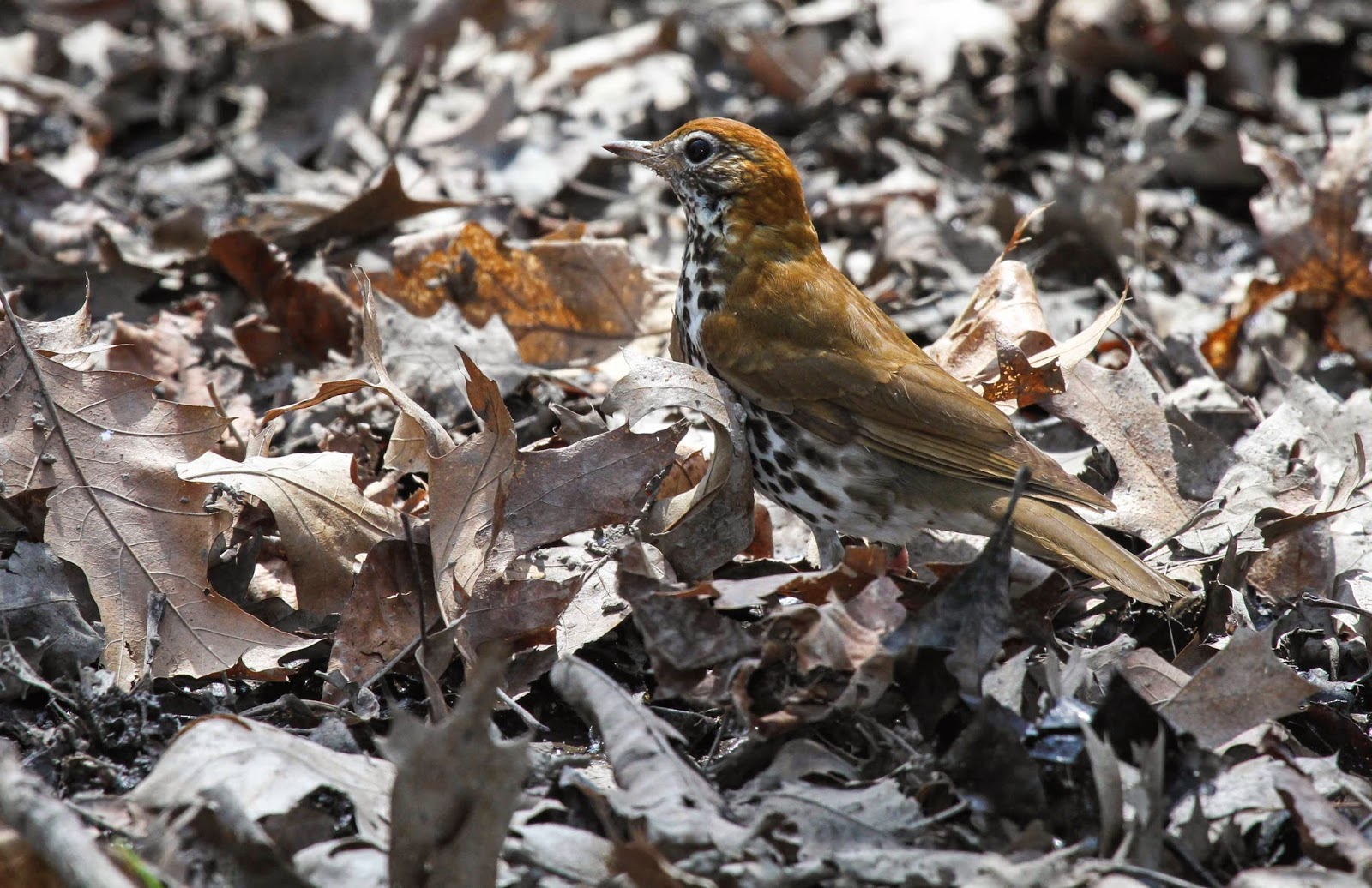 Gale's Photo and Birding Blog: Wood Thrush