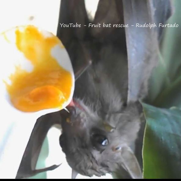 Fruit bat rescue Rudolph Furtado