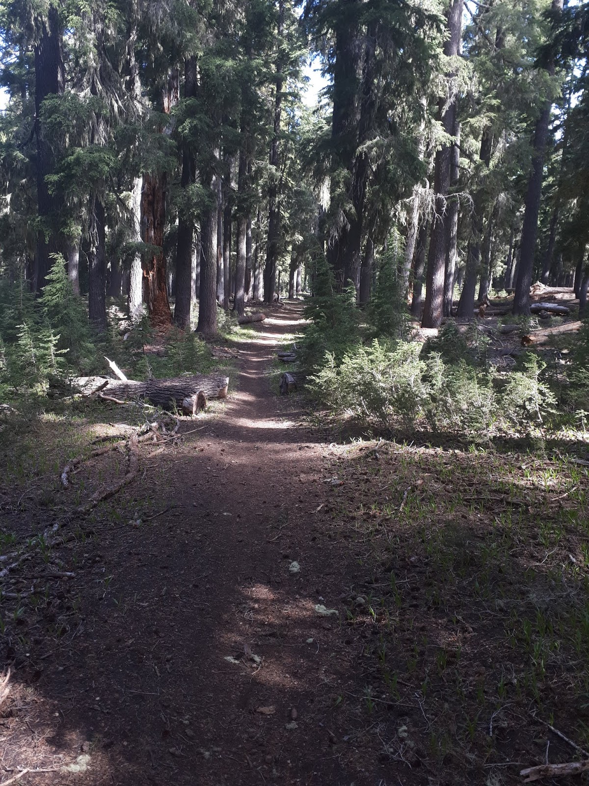 Jack Silver Fox Turley S Pct Hikes Pct 2019 Ver 2 Day 5 July 14