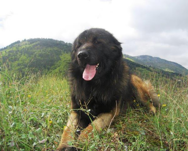 Estrela dağ köpeği