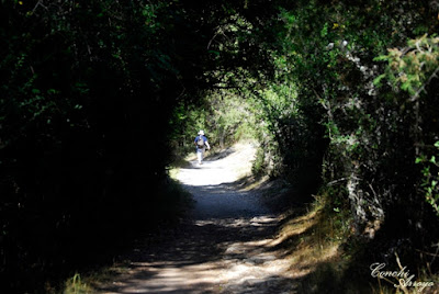Dentro del parque hay caminos como este cerrados por arboles que se entrelazan y me recuerdan los bosques gallegos.