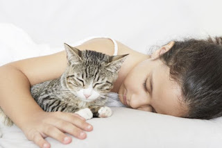 ¿Es bueno dormir con gatos en la cama por la noche?