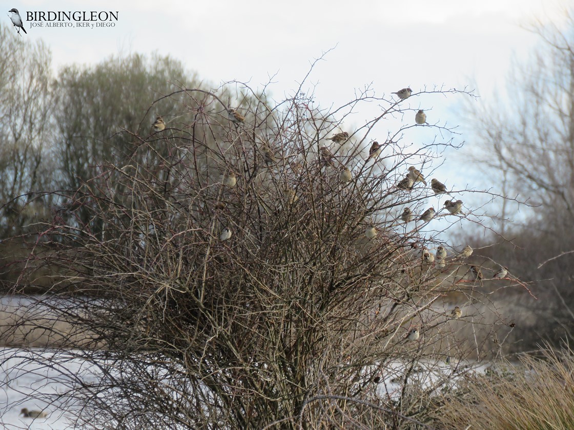 BIRDINGLEON Tirando de archivo Laguna de Chozas de Arriba, marzo 2020