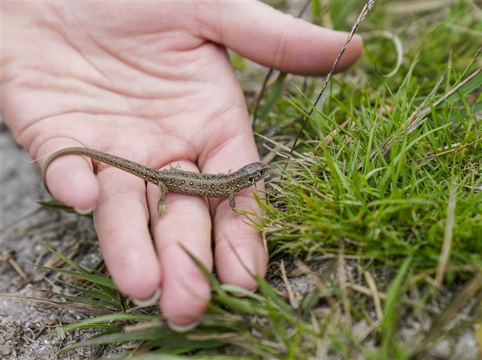 Kertenkele zehirli mi?
