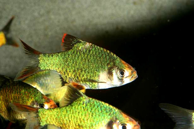 Démarrer un Aquarium et choix des Poissons d' eau chaude: Photos de