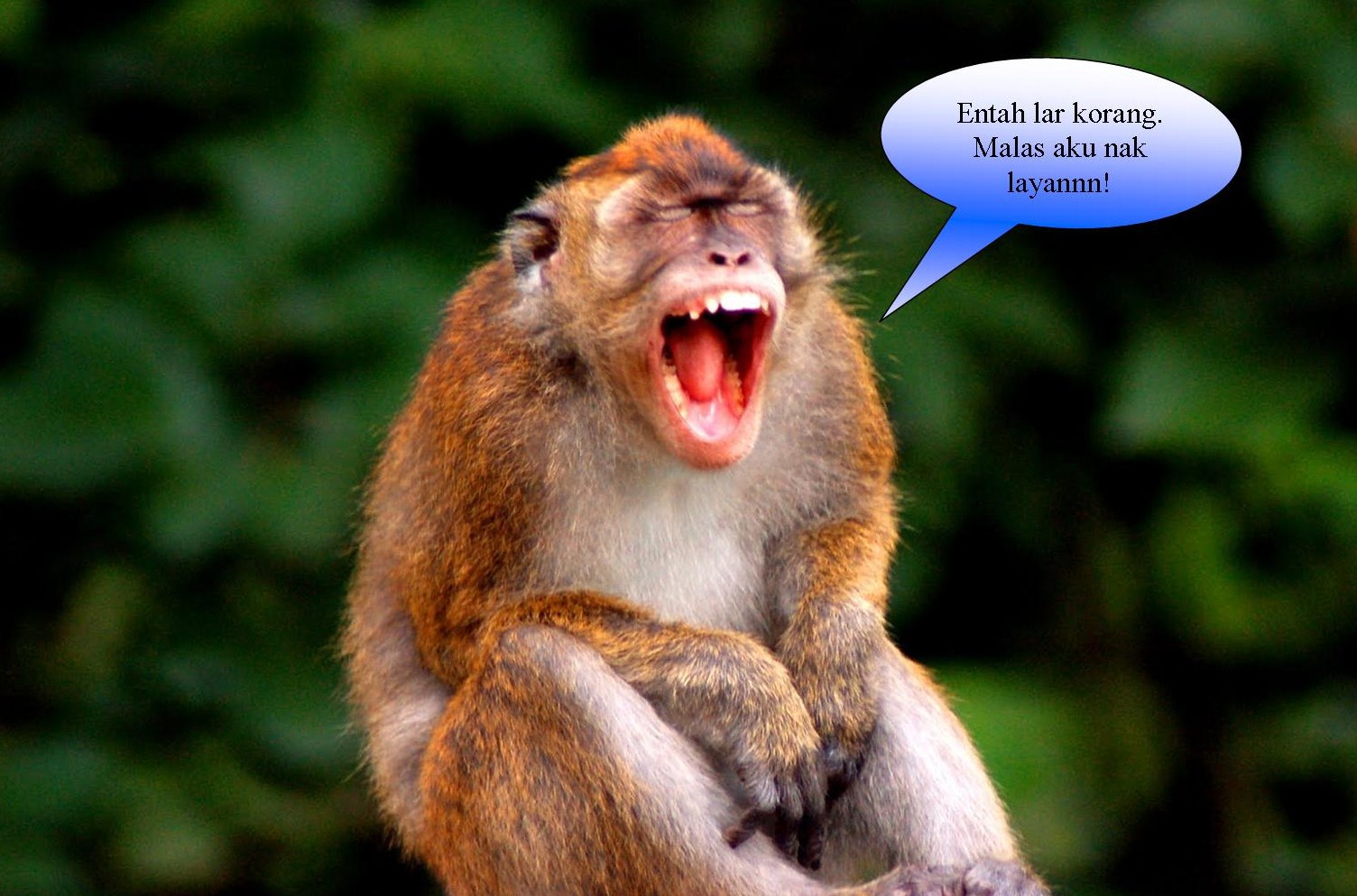 Download 100 Gambar Monyet Yg Lucu Keren Gratis