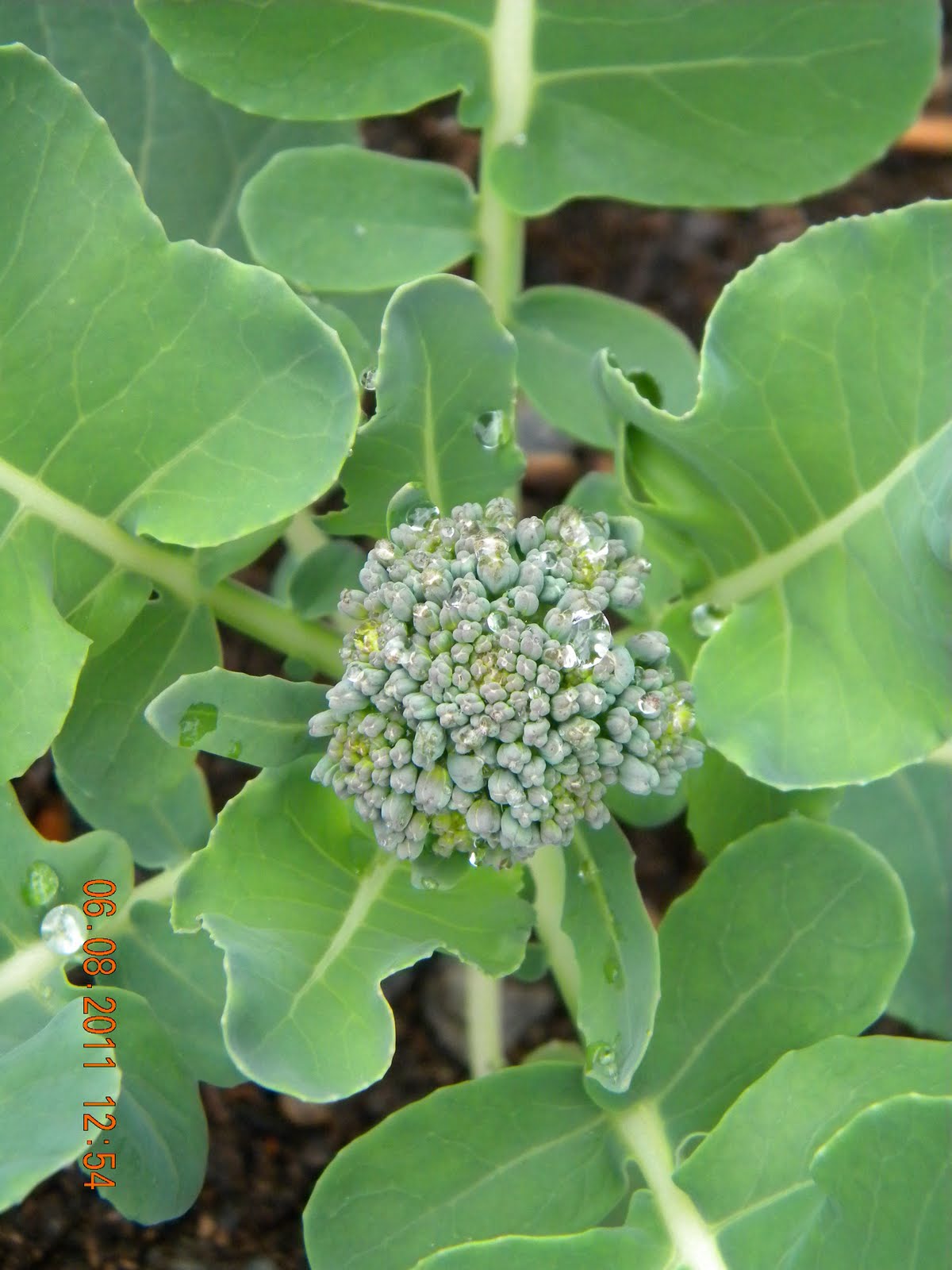 Cantor Craziness Broccoli Questions???