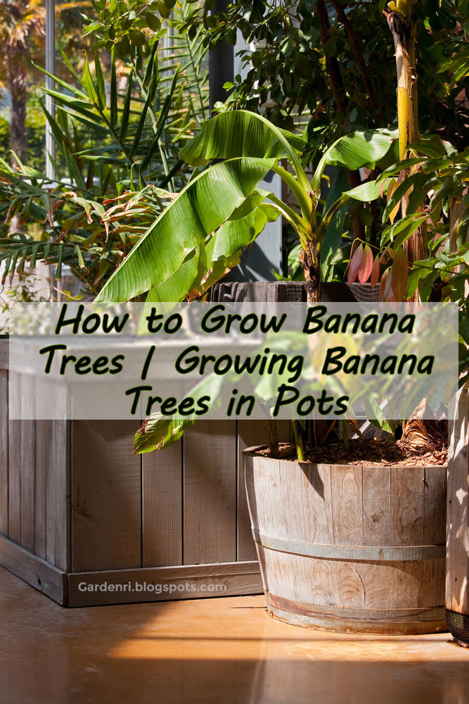 How to Grow Banana Trees Growing Banana Trees in Containers