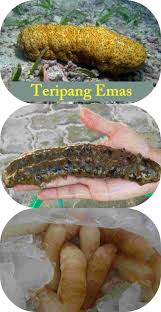 Cara Jitu Menyembuhkan Herpes Zoster Cara Jitu Menyembuhkan Herpes Zoster