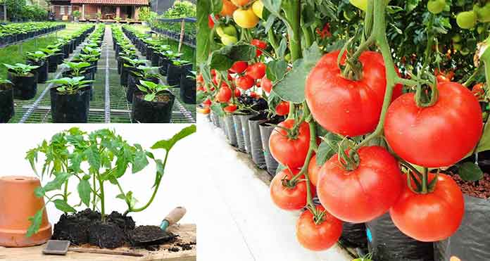 perawatan tomat organik