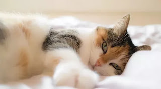 Hukum Memelihara kucing di rumah Hukum Memelihara kucing di rumah