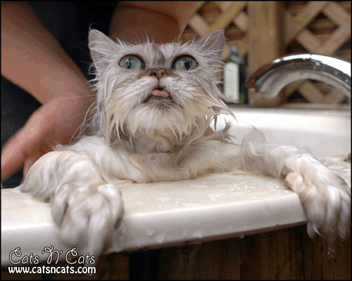 Funny Images of Wet Cats