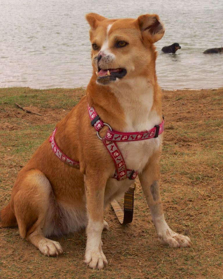 Champ: the Dog that Blogs: Champ Reviews The Poppy Project