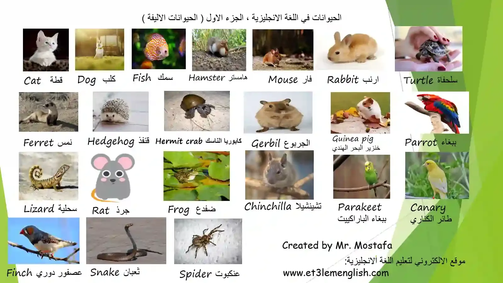 اتعلم انجلش الحيوانات في اللغة الانجليزية الجزء الاول الحيوانات الاليفة