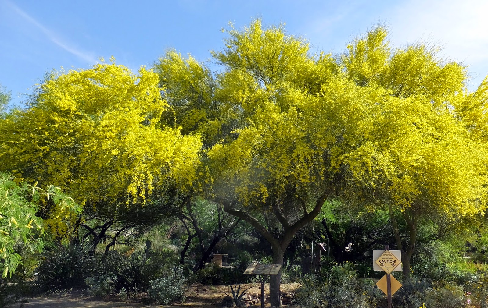 KL's Sonoran Nature Journal Palo Verde Glory