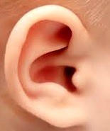 Oído - oreja Foto de la oreja humana, sentido del oido