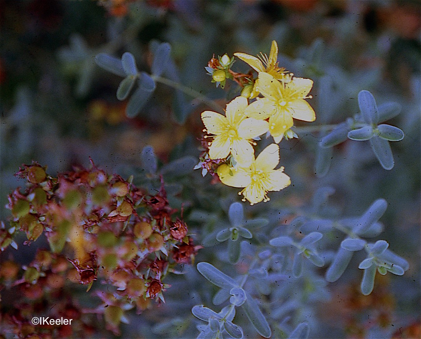 A Wandering Botanist Plant StorySt. John's Wort, Klamath Weed
