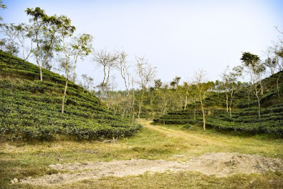 Beautiful Tea garden Beautiful Tea garden
