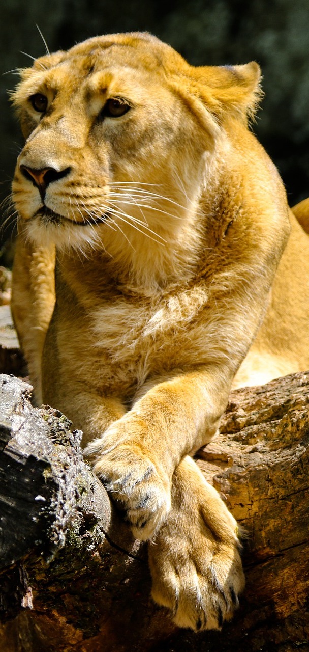 A lioness resting. A lioness resting.