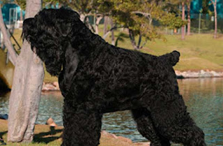 giant black russian terrier