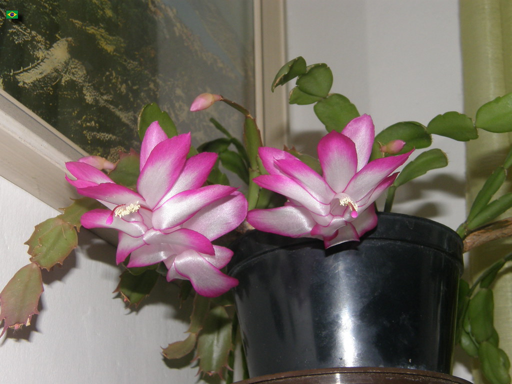 False Christmas Cactus