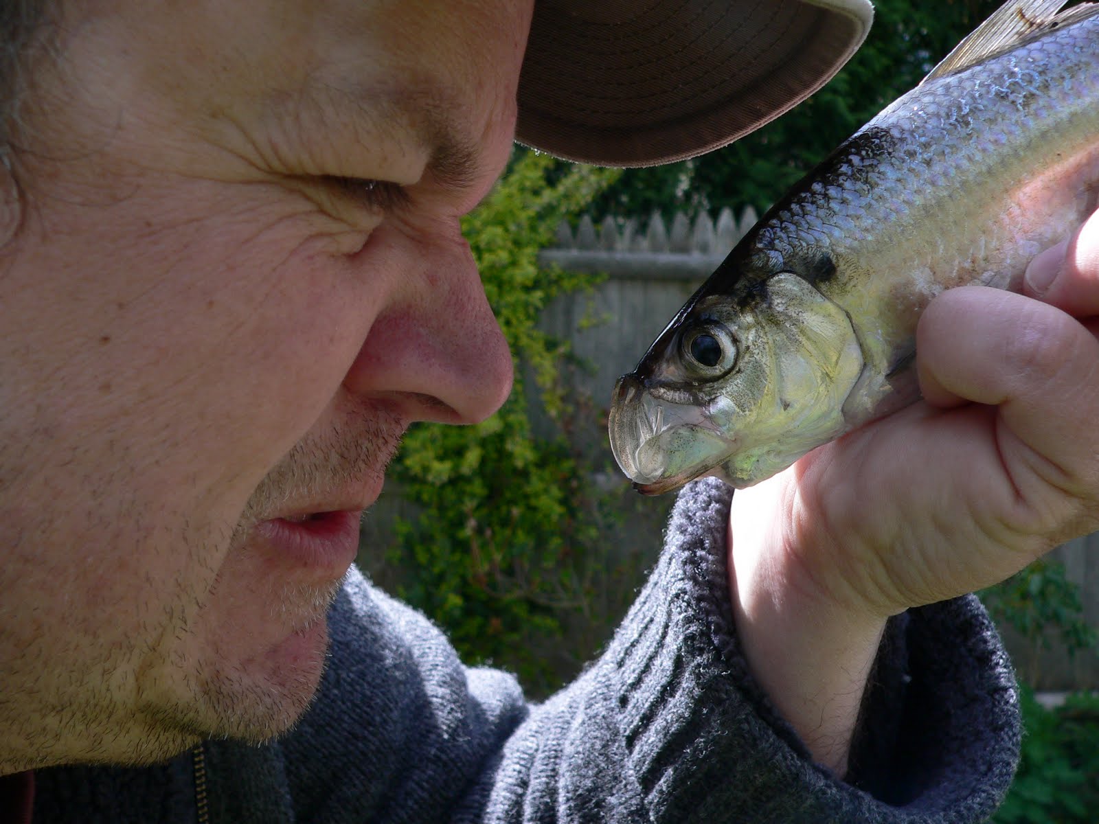 CatchMAll Bonus Fish River Herring