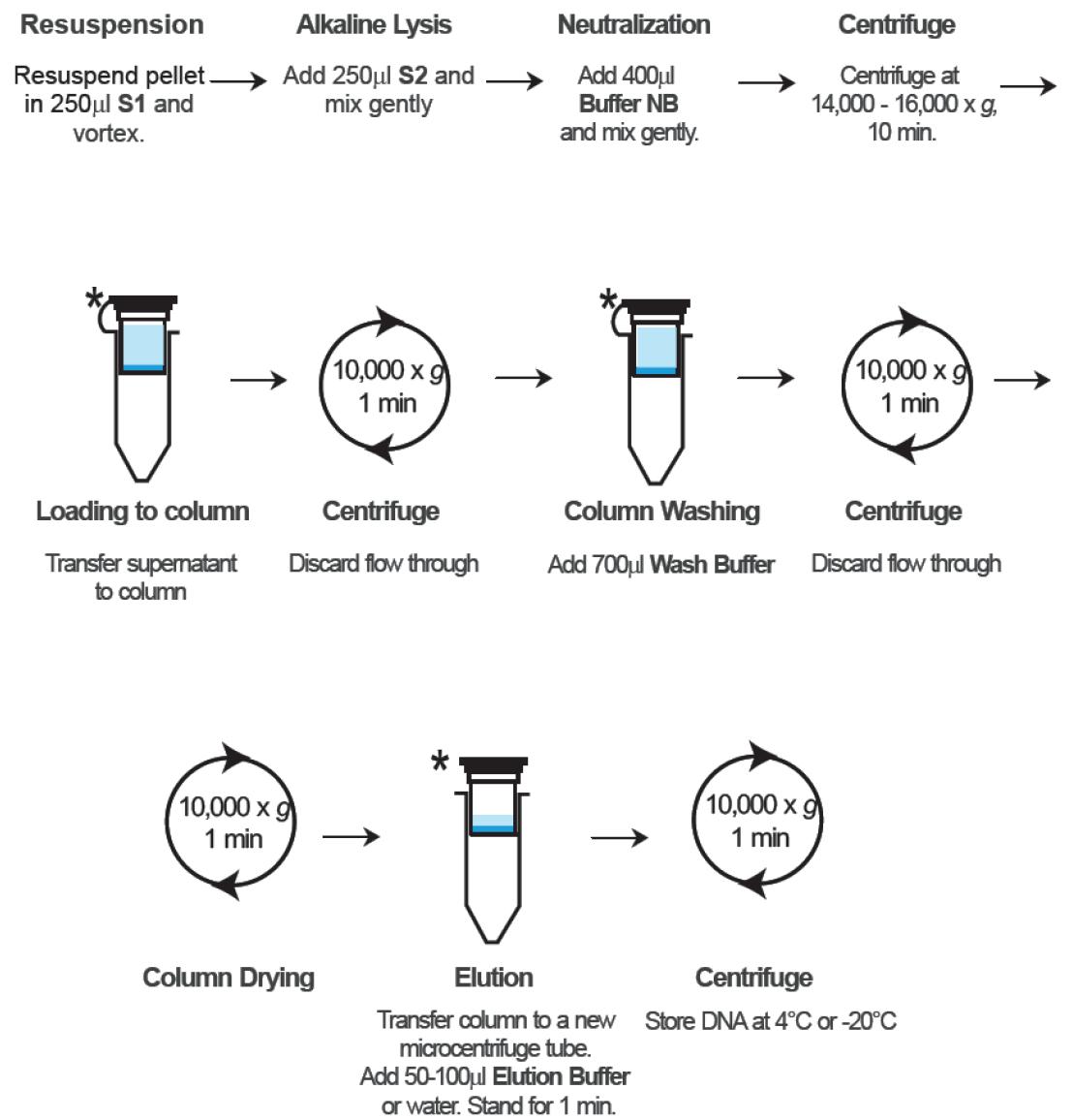 dna plasmid extraction lab kit gf isolation purification miniprep bioprocess procedure guys technology using instruction