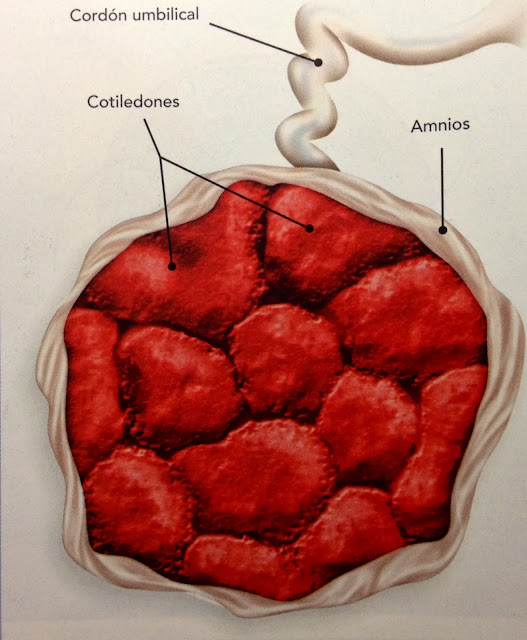 Que Son Los Cotiledones Placenta - Image to u