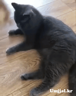 Umjjal_kr_601.gif