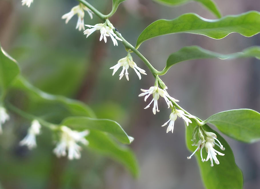Meine grüne Leidenschaft Duftgehölze im Februar