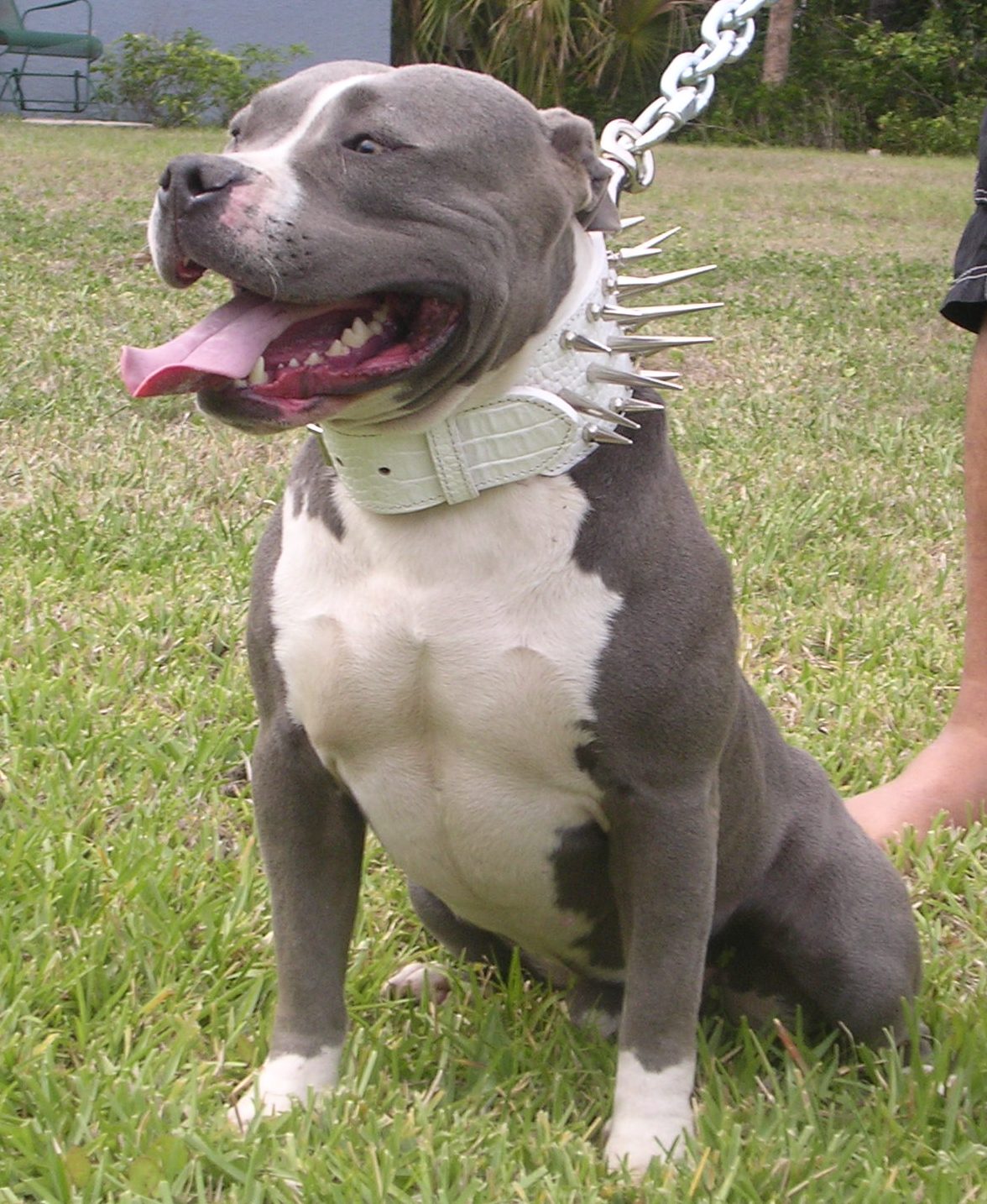 Hot Photos Celebrity American Pit Bull Terrier Dogs