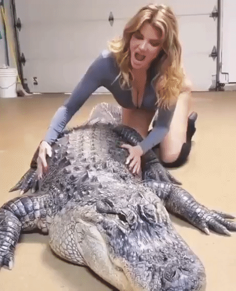 alligator.gif