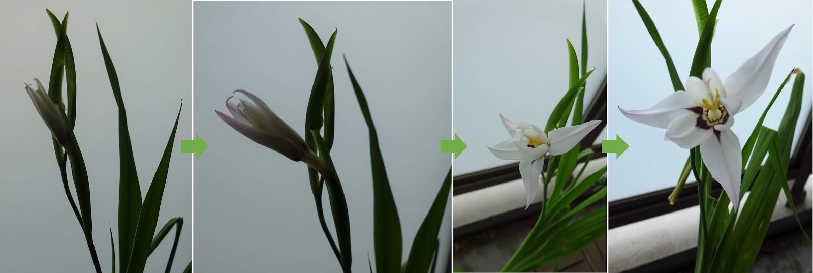 アシダンテラ開花